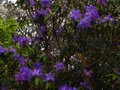 vignette Rhododendron augustinii Hillier's dark form autre vue au 31 03 11