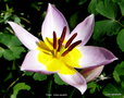 vignette Tulipe , tulipa saxatilis