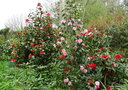 vignette Camlias, camellias et rhododendron dans mon petit parc