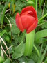 vignette Tulipe jardin 1 4 11 Nelde