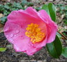 vignette Camlia ' ANNE MARIE PICHON ' camellia hybride