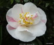 vignette Camlia ' CAROL LYNN ' camellia japonica