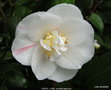 vignette Camlia ' CAROL LYNN ' camellia japonica