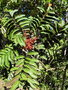 vignette Sapindaceae 02 à identifier