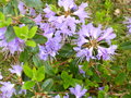 vignette Rhododendron 'Penheale Blue'