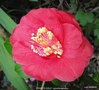 vignette Camlia ' PIRATE'S GOLD ' camellia japonica