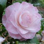 vignette Camlia ' GRACE ALBRITTON ' camellia japonica