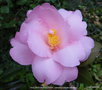 vignette Camlia ' TAYLOR'S PERFECTION ' camellia hybride williamsii