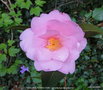 vignette Camlia ' TAYLOR'S PERFECTION ' camellia hybride williamsii