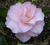 vignette Camlia ' EASTER MORN ' camellia japonica