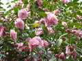 vignette Camellia cuspidata 'Spring Festival'