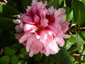 vignette Rhododendron 'Mrs G. W.Leak'
