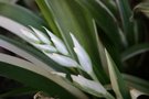 vignette Iris japonica 'Variegata'