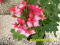 vignette geranium  collection rose et blanc