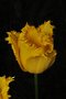 vignette Tulipe dentelles 'Hamilton'