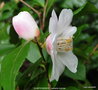 vignette Camlia ' QUINTESSENCE ' camellia hybride