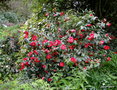vignette Camlia ' ADOLPHE AUDUSSON ' camellia japonica