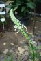 vignette Ornithogalum longibracteatum