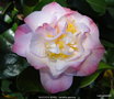 vignette Camlia ' NUCCIO'S JEWEL ' camellia japonica