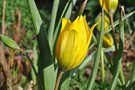 vignette Tulipa sylvestris