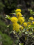 vignette Azara petiolaris