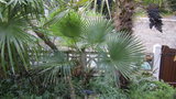 vignette trachycarpus martianus