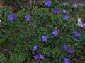 vignette Rhododendron Augustinii St Tudy au 03 04 11
