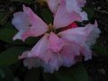 vignette Rhododendron Flinckii au 01 04 11