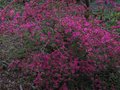vignette Azalea japonica rose mauve au 03 04 11
