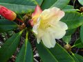 vignette Rhododendron Invitation aux fleurs doubles au 04 04 11