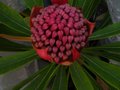 vignette Telopea Braidwood brilliant bouton floral en instance d'éclosion au 04 04 11