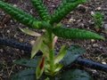 vignette Rhododendron Barbatum nouvelles pousses poilues au 04 04 11