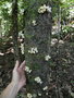 vignette Didymocheton macranthus