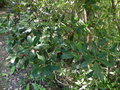 vignette Ficus nitidifolia