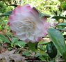 vignette Camlia ' KITTY ' camellia japonica