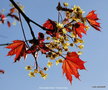 vignette Acer platanodes ' Crimson king '