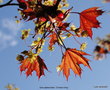vignette Acer platanodes ' Crimson king '