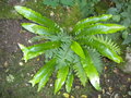 vignette Asplenium scolopendrium = Phyllitis scolopendrium, scolopendre, langue de Cerf, plante protge par la loi