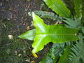 vignette Asplenium scolopendrium = Phyllitis scolopendrium, Langue de Cerf, plante protge par la loi