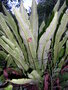 vignette Asplenium scolopendrium = Phyllitis scolopendrium, scolopendre, langue de Cerf, plante protge par la loi
