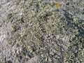 vignette Roccella fuciformis, lichen sur rocher