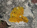 vignette Caloplaca marina, lichen crustac orang sur rocher