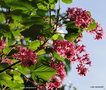 vignette Ribes sanguineum , groseillier  fleurs