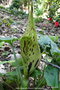vignette Arum macul (Arum maculatum) Gouet macul