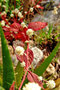 vignette Amaranthaceae - Alternantera dentata Ruby