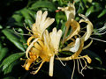 vignette Caprifoliaceae - Chèvrefeuille - Lonicera periclymenum