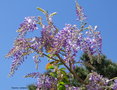 vignette Glycine ( wisteria )