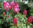 vignette Rhododendron ' PRESIDENT ROOSEVELT '
