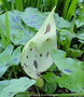 vignette Arum macul (Arum maculatum) Gouet macul