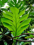 vignette Moraceae - Arbre  pain - Artocarpus altilis